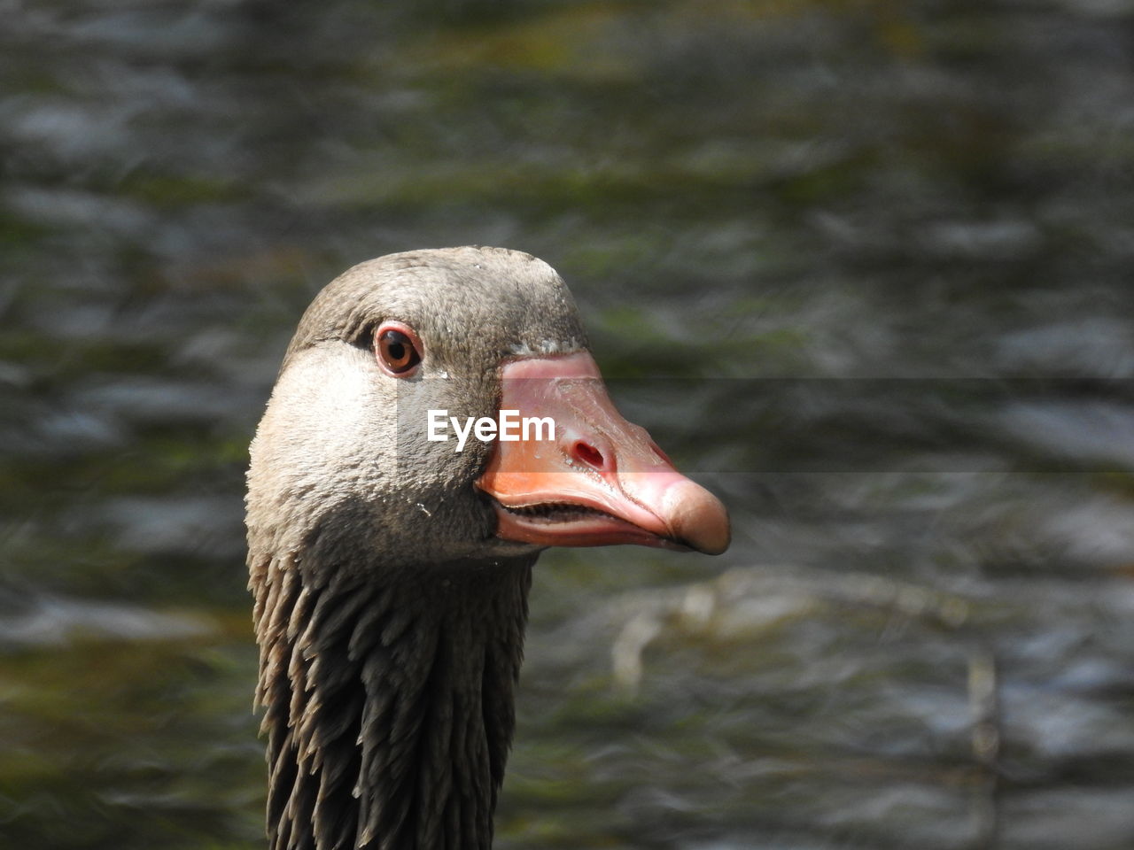 Close-up of goose in lake