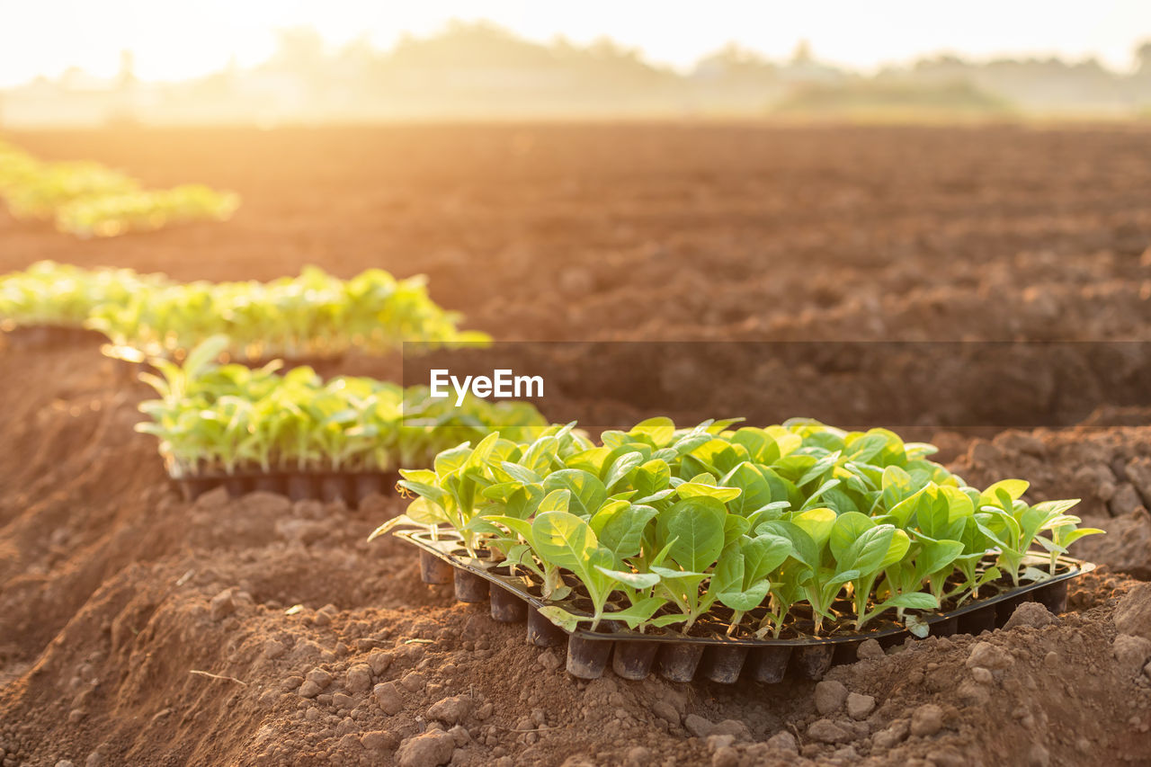 GREEN PLANT GROWING IN FARM