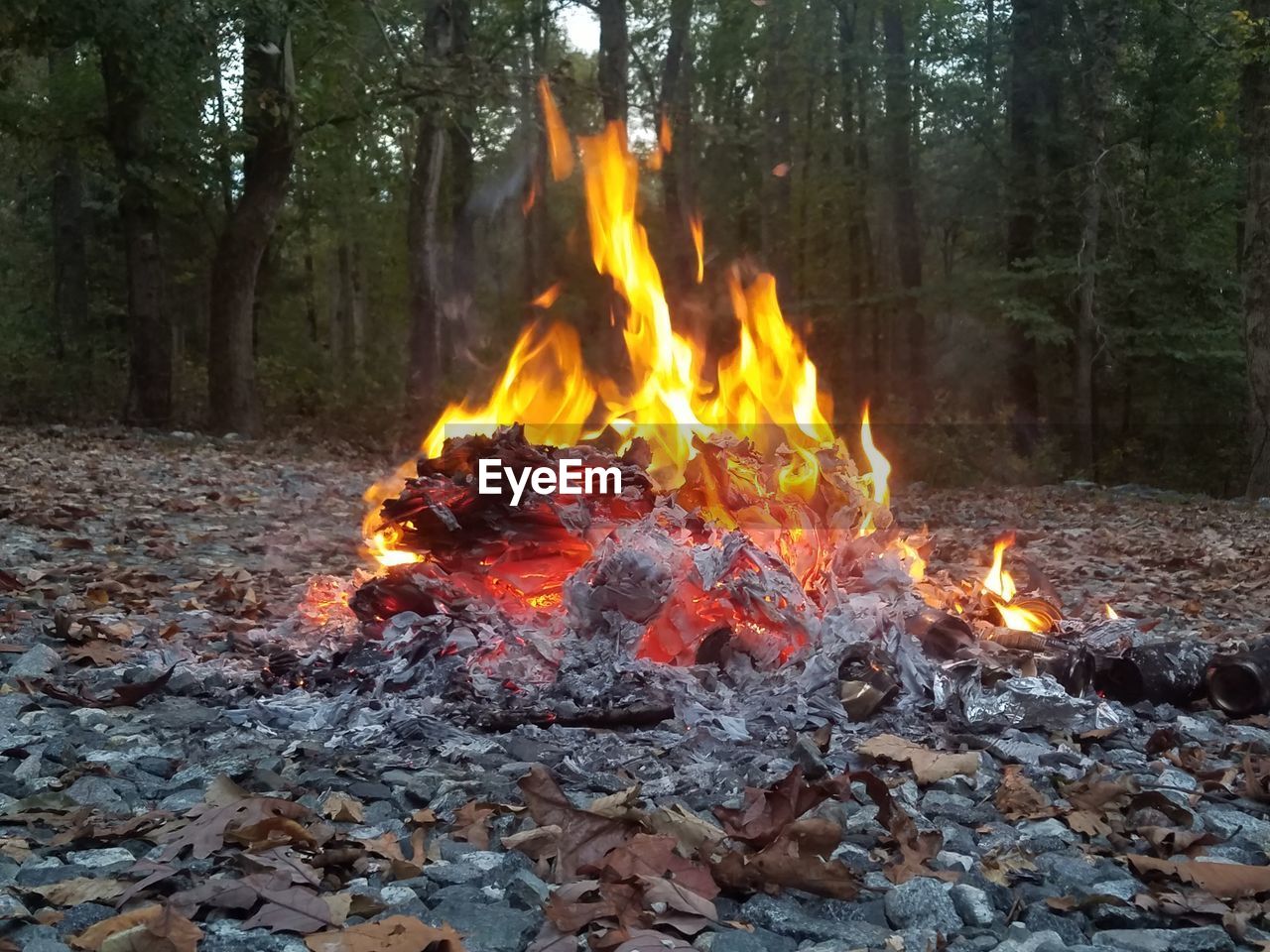 BURNING IN FOREST