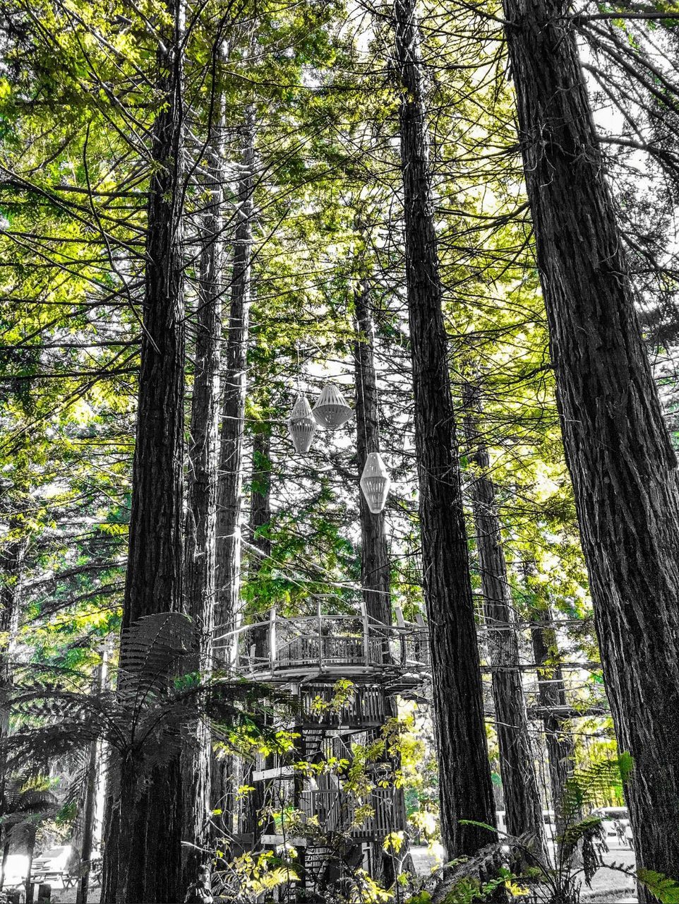 LOW ANGLE VIEW OF TREES AGAINST SKY