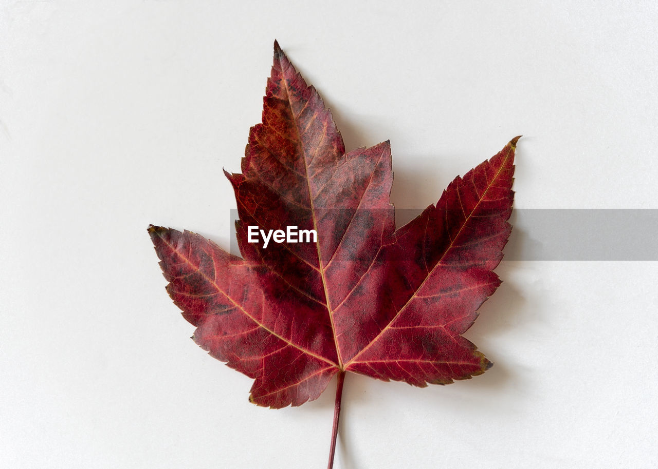 Directly above shot of autumn leaf on white background