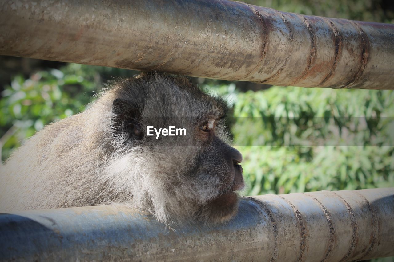 CLOSE-UP OF MONKEY SITTING ON TREE