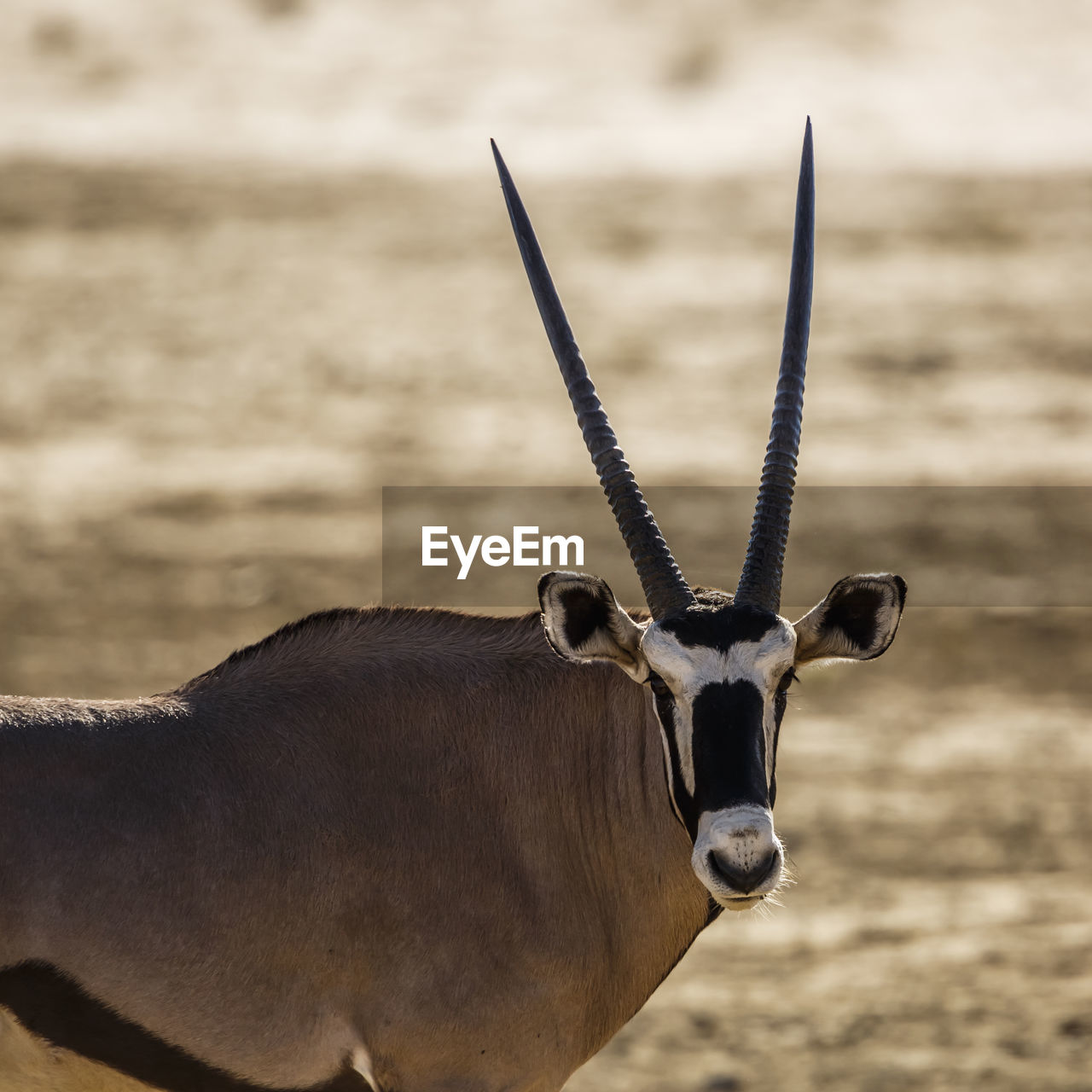 close-up of a deer