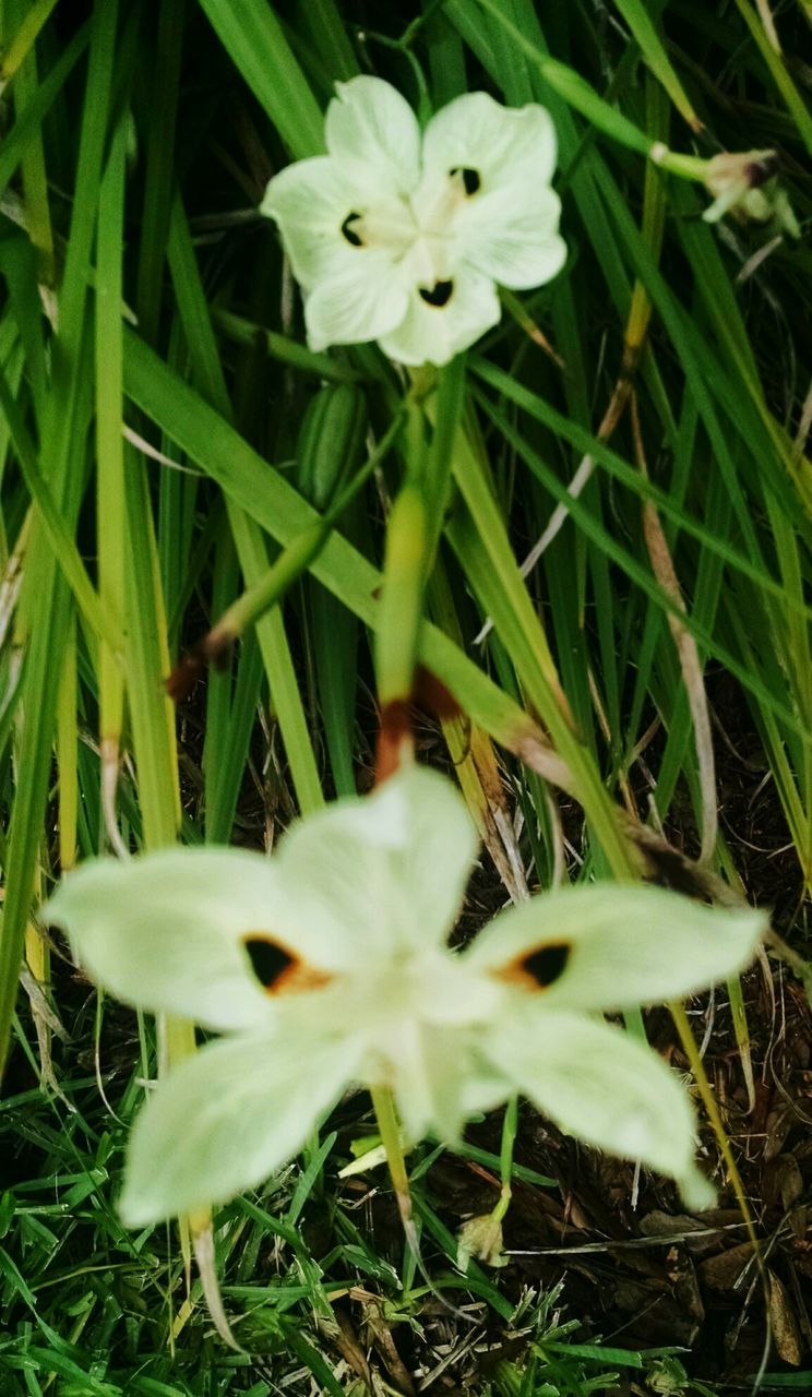 CLOSE-UP OF WHITE FLOWERS BLOOMING IN FIELD