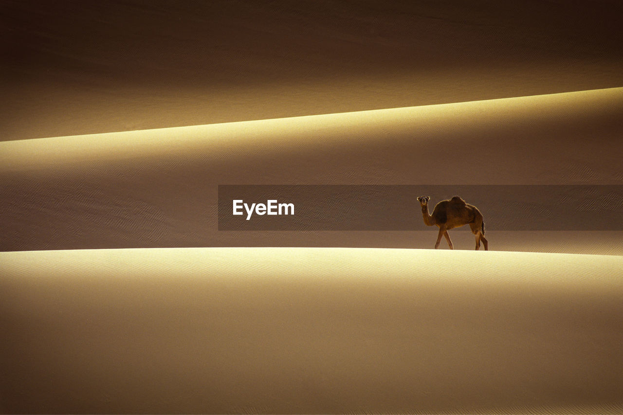 Camel on sand dune in desert