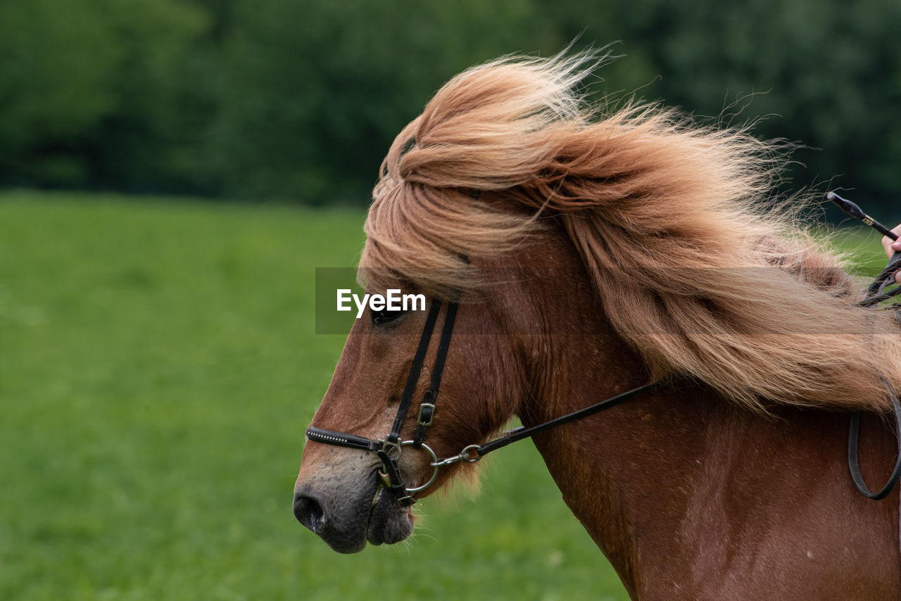 CLOSE-UP OF A HORSE HEAD