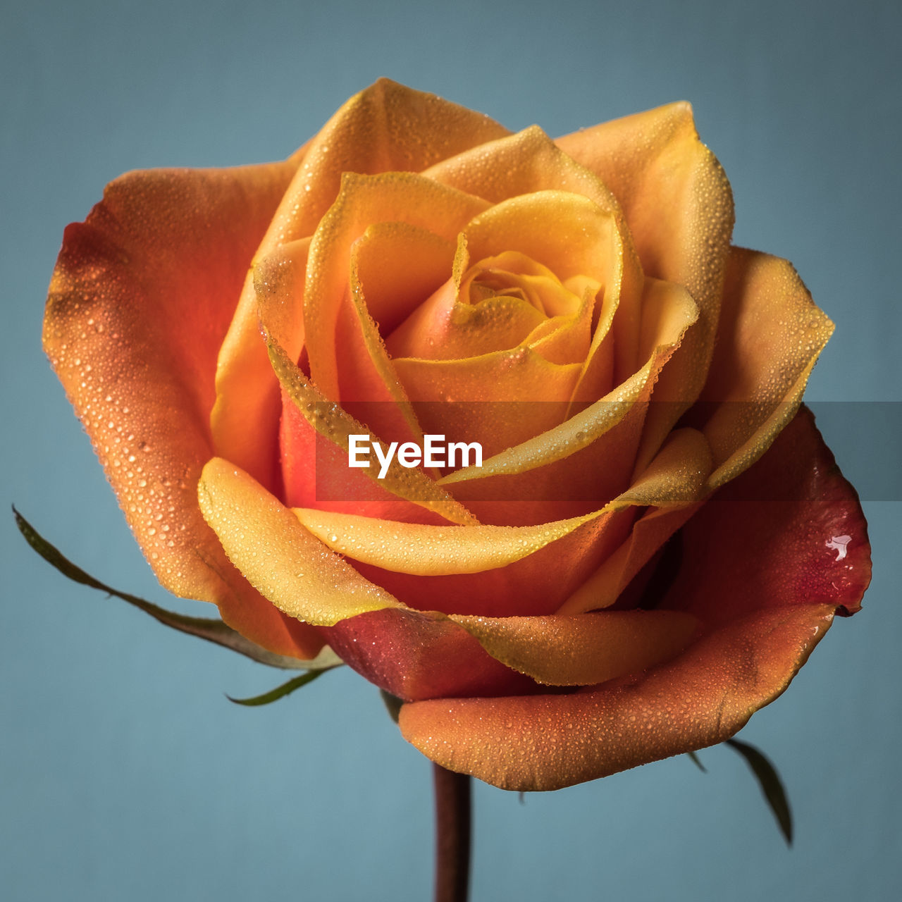 CLOSE-UP OF ROSE AGAINST BLACK BACKGROUND