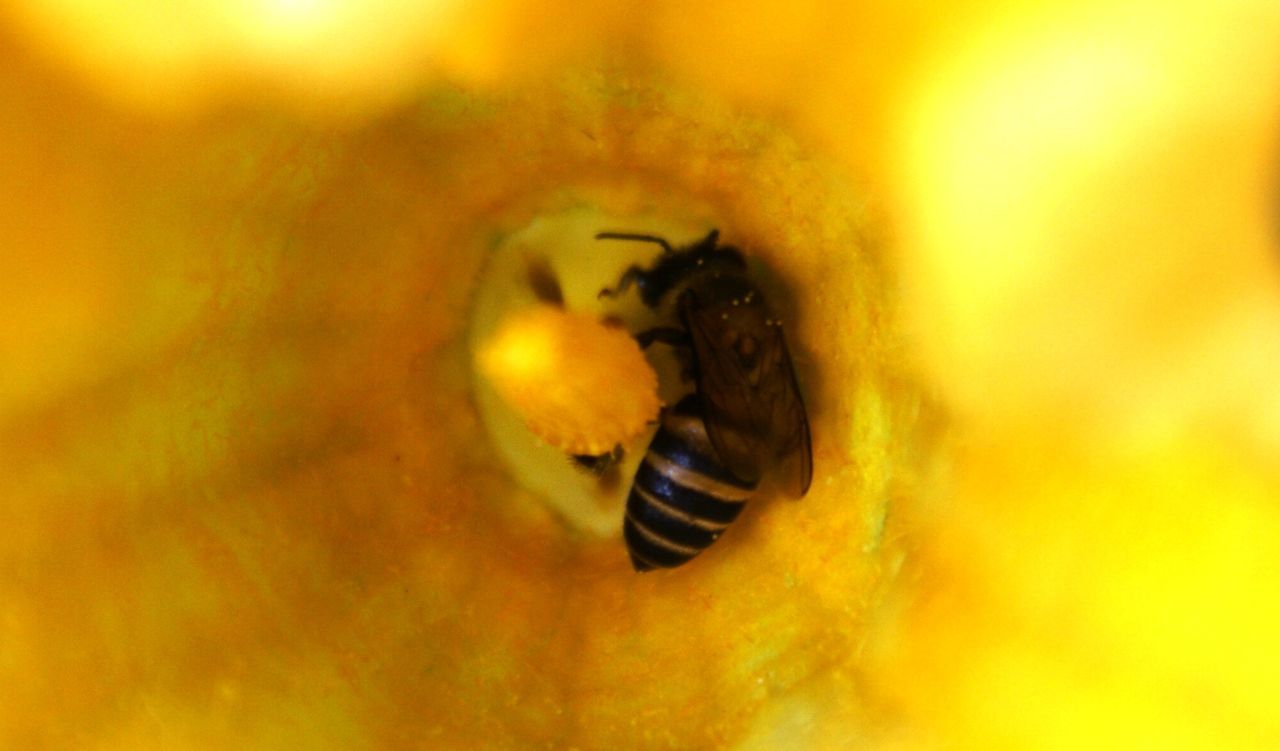 CLOSE-UP OF YELLOW FLOWER