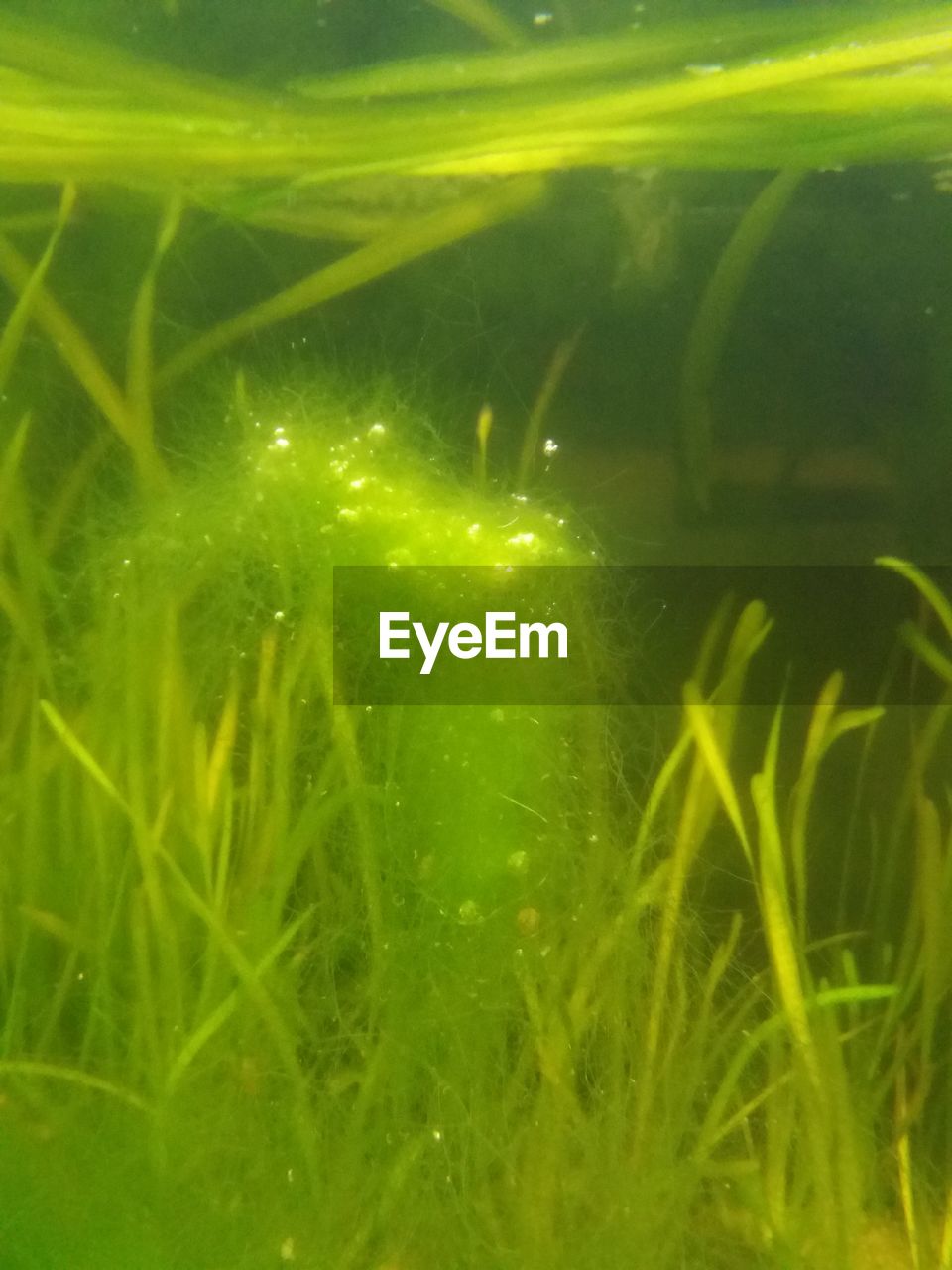 CLOSE-UP OF WET GRASS WITH PLANTS