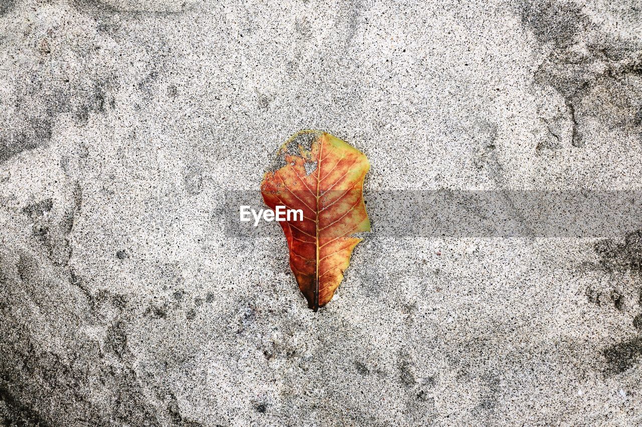 Directly above view of dry fallen orange leaf on rock