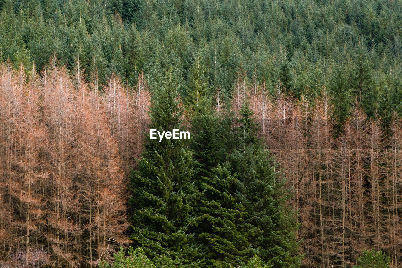 High angle view of pine trees in forest