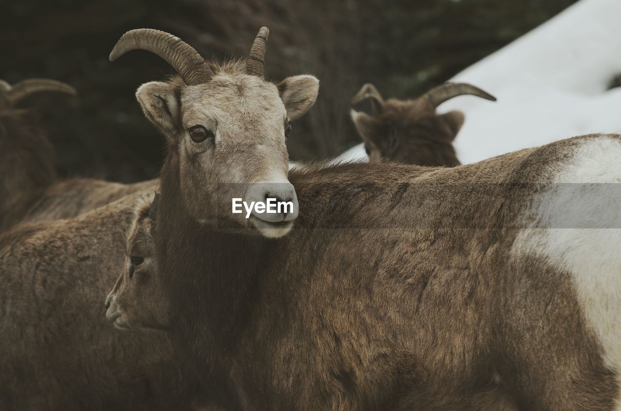 Close-up portrait of sheep