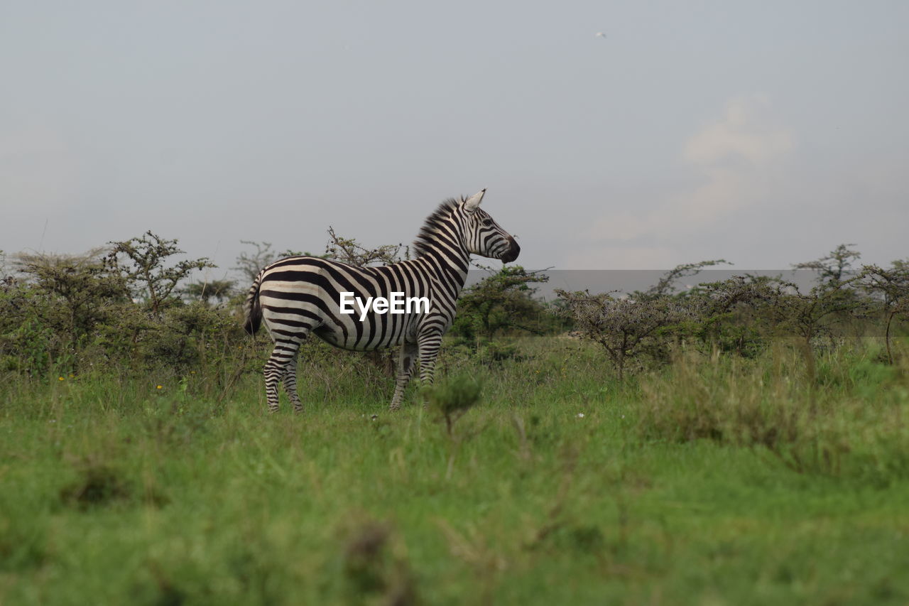 Zebra in the park 