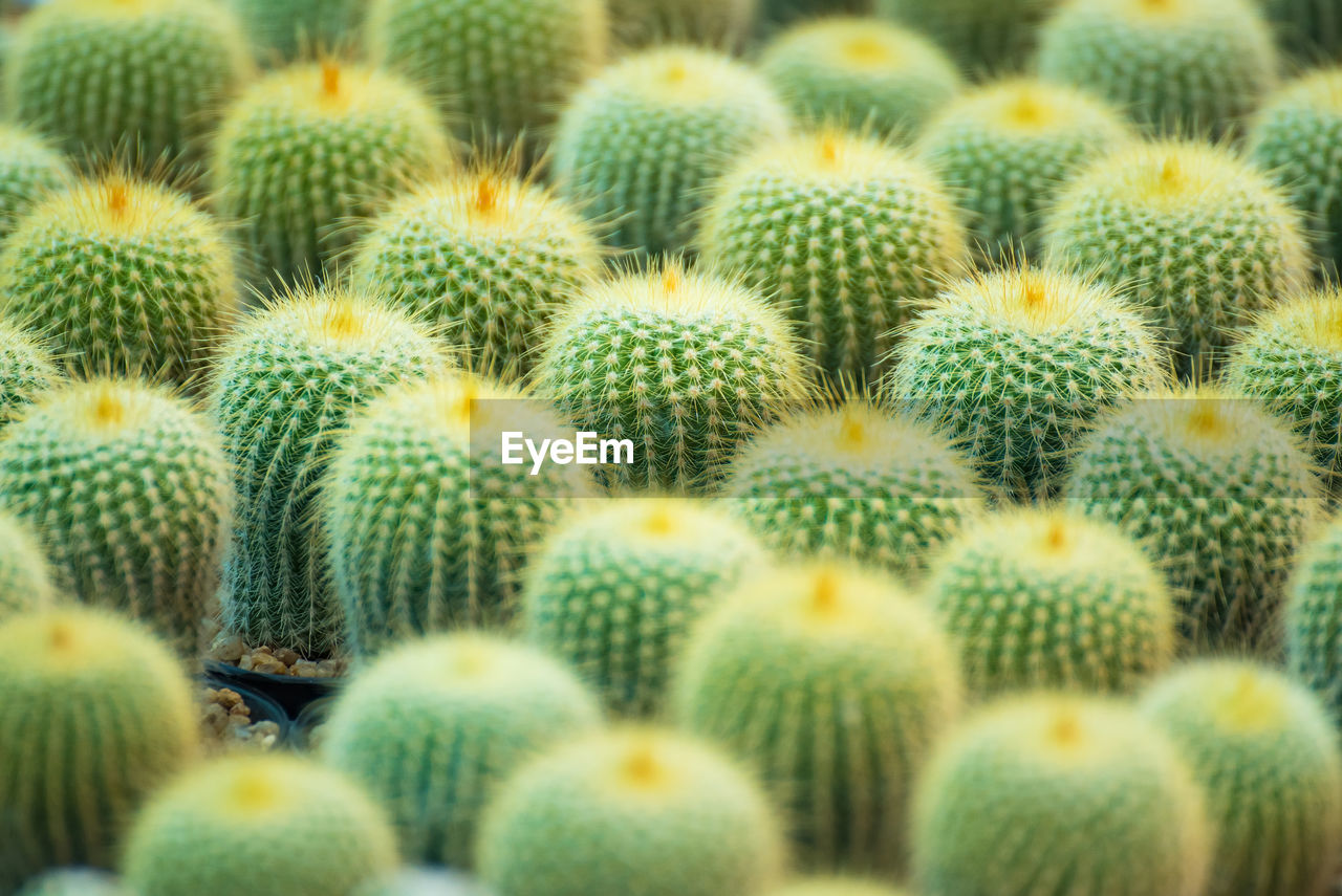 FULL FRAME SHOT OF CACTUS