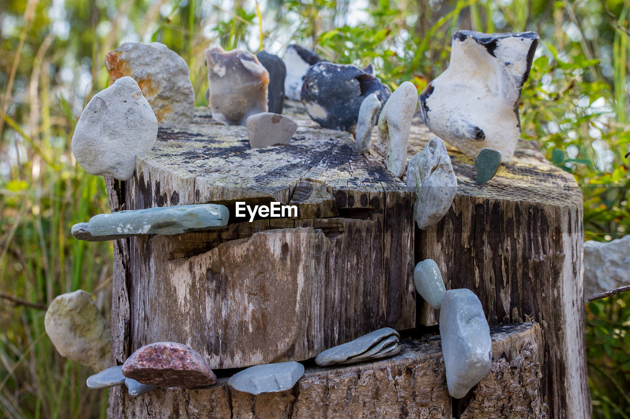 VIEW OF BIRD PERCHING ON WOOD