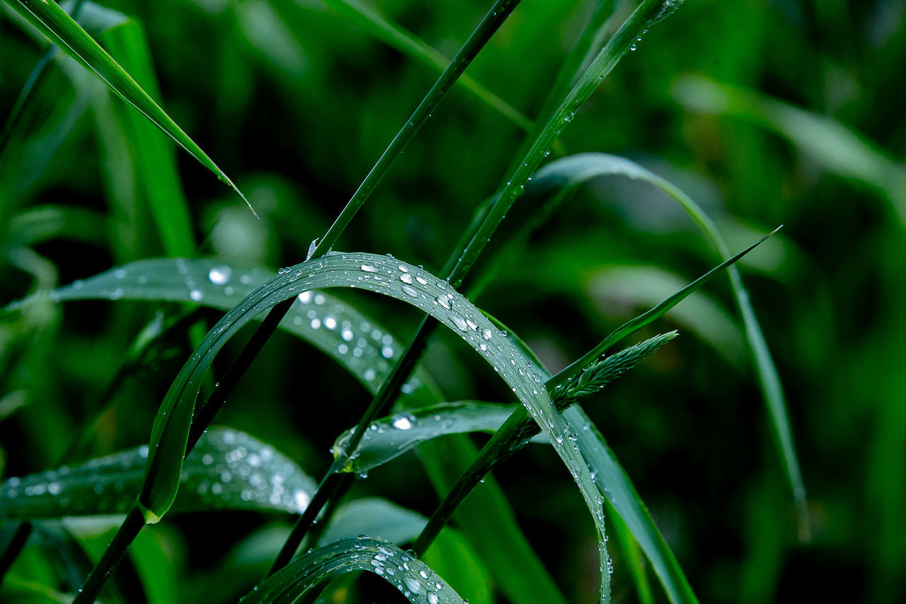 Close-up of wet plant