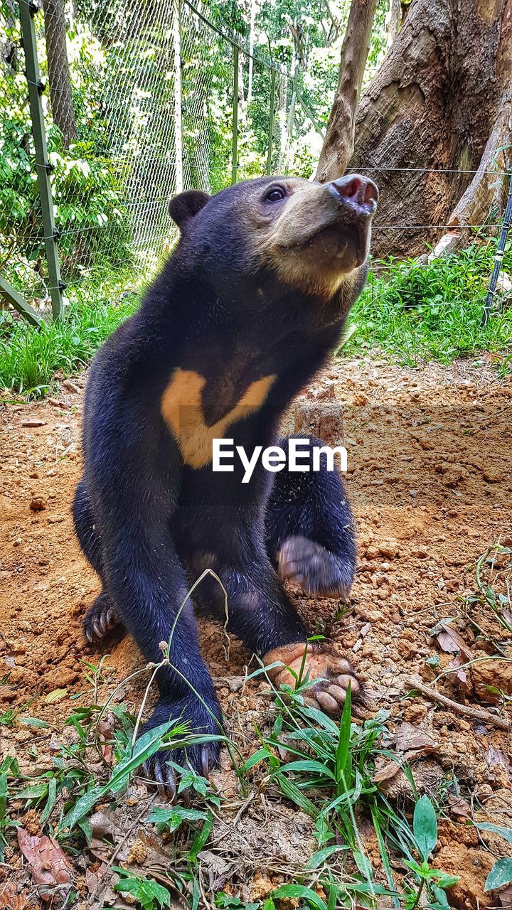 BLACK CAT SITTING ON FIELD AT ZOO