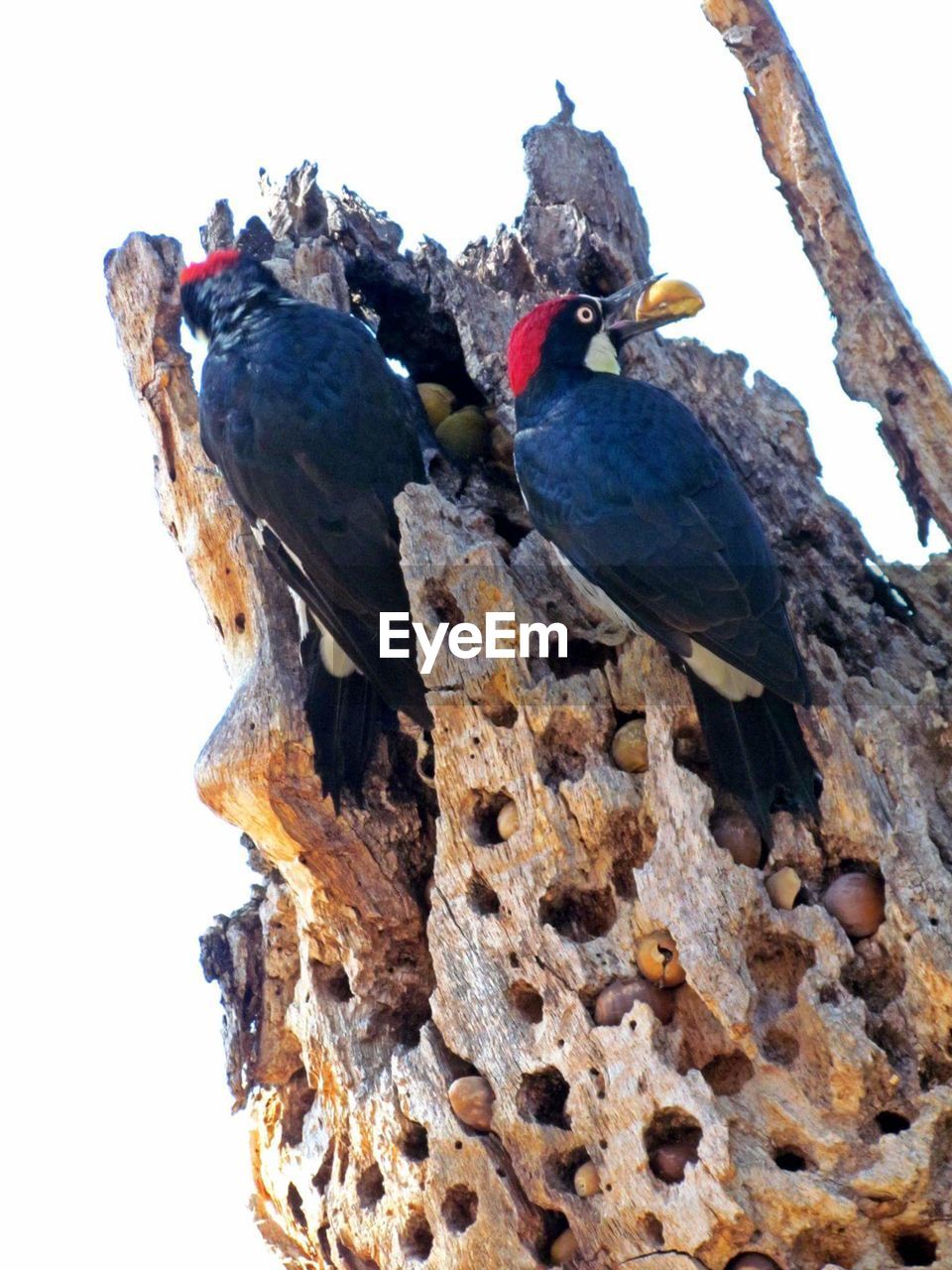 VIEW OF BIRDS PERCHING ON BRANCH