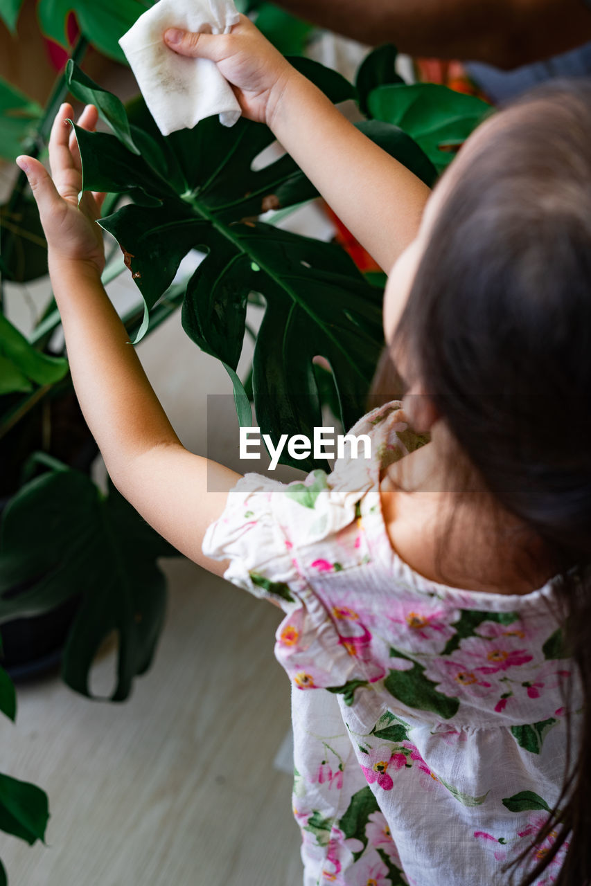 A little girl oiling the houseplant leaves, taking care of plant monstera. family home gardening.