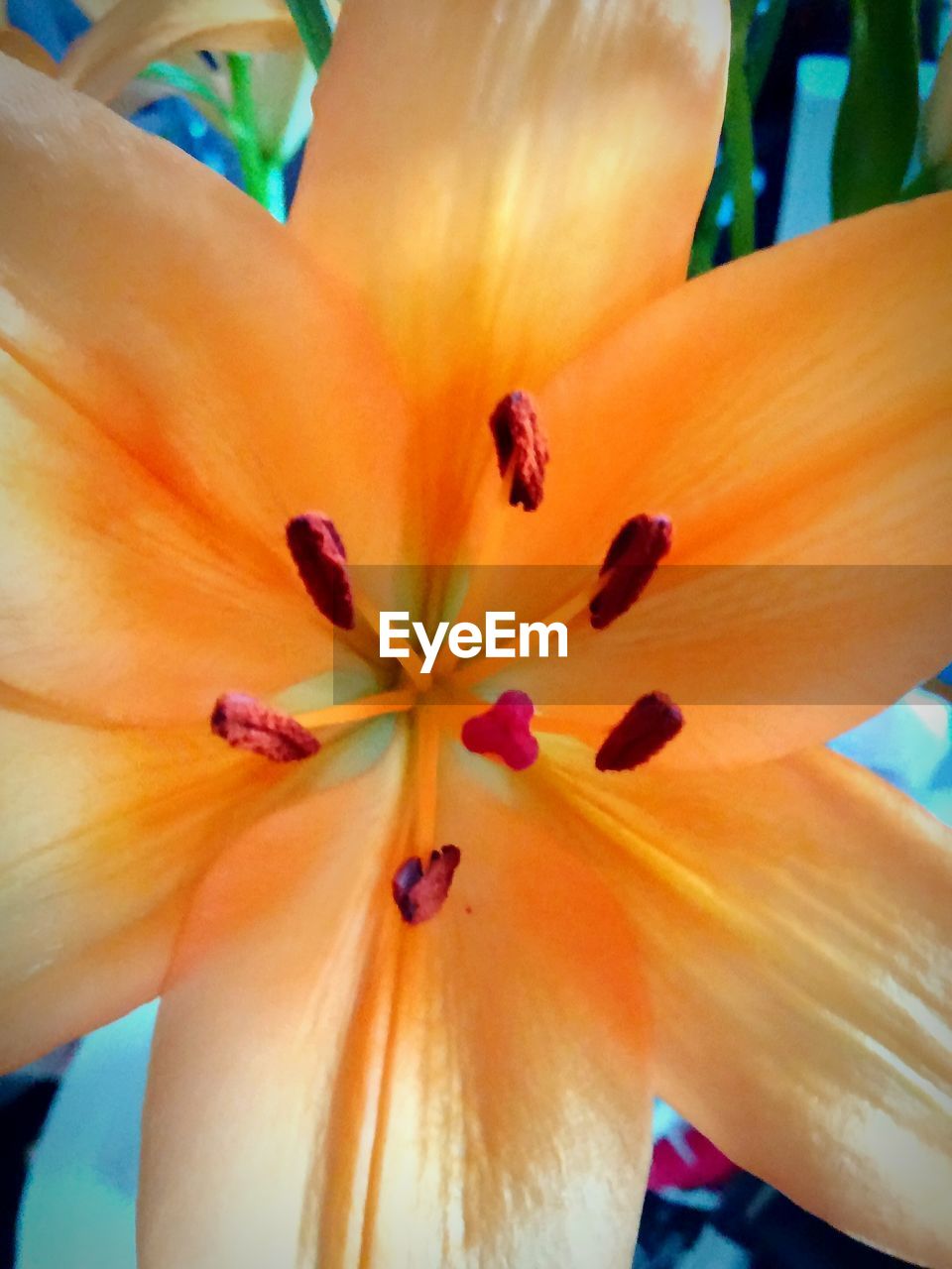 MACRO SHOT OF HIBISCUS FLOWER