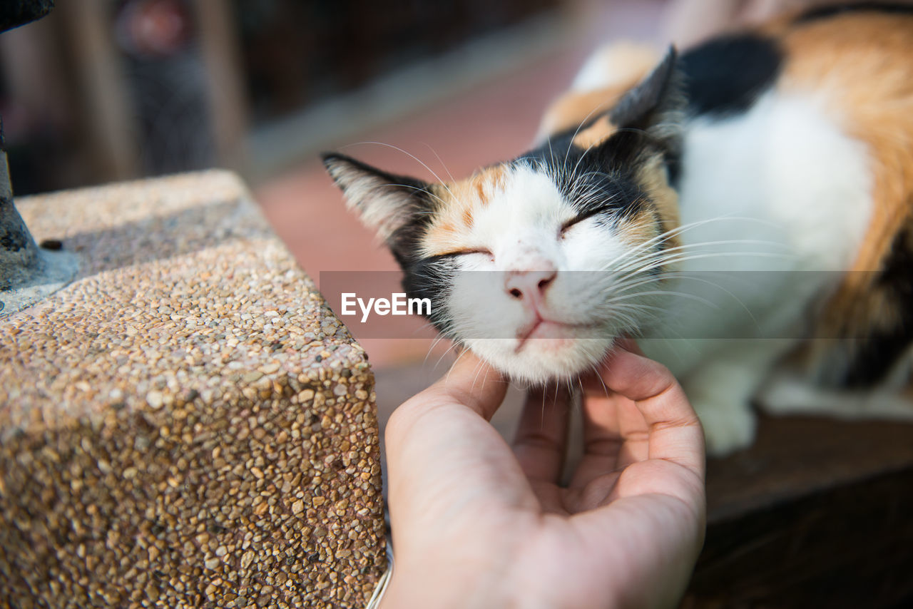 Close-up of hand with cat