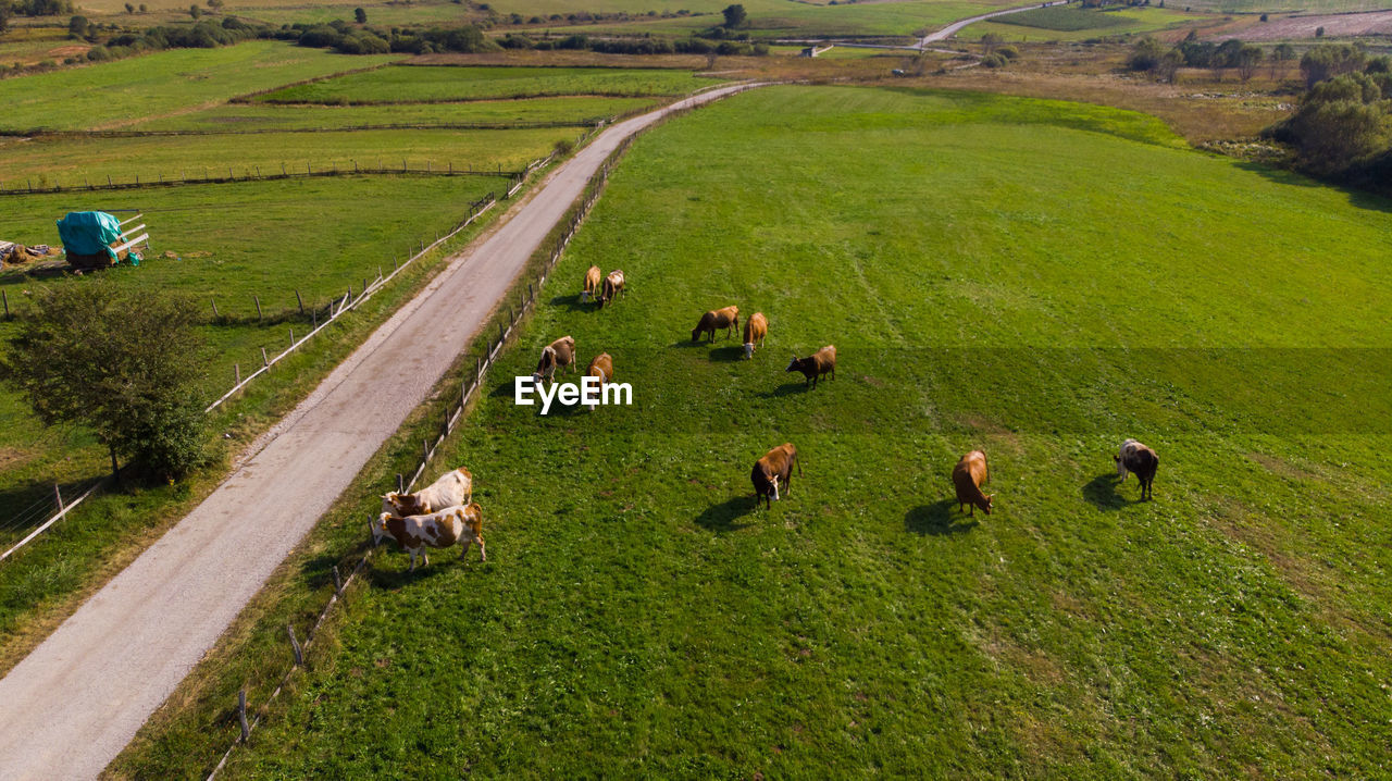 Flock of cows grazing in field