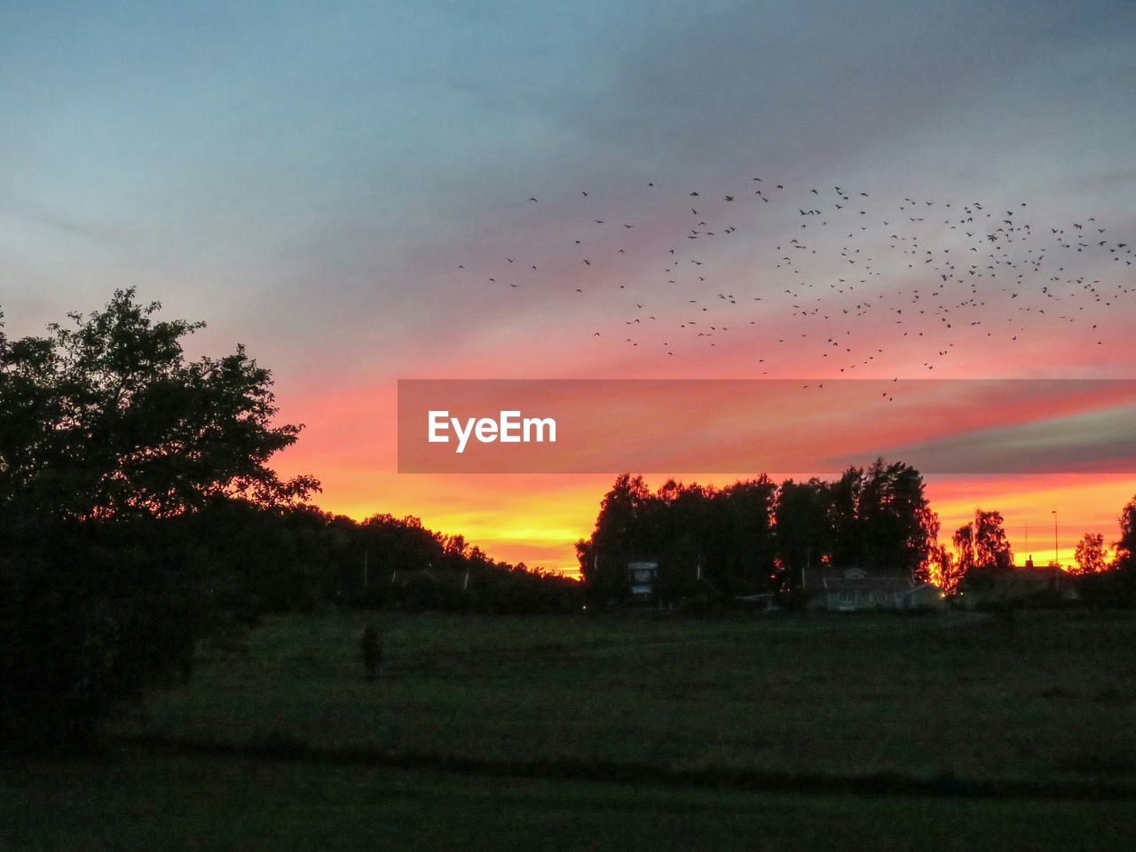 SILHOUETTE OF TREES ON LANDSCAPE AT SUNSET