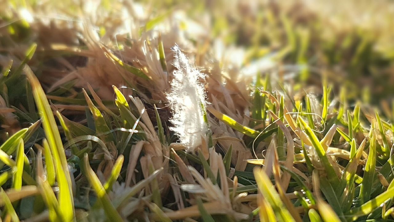 CLOSE-UP OF GRASS ON FIELD