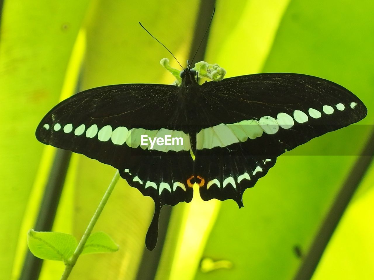 CLOSE-UP OF BUTTERFLY ON GRASS