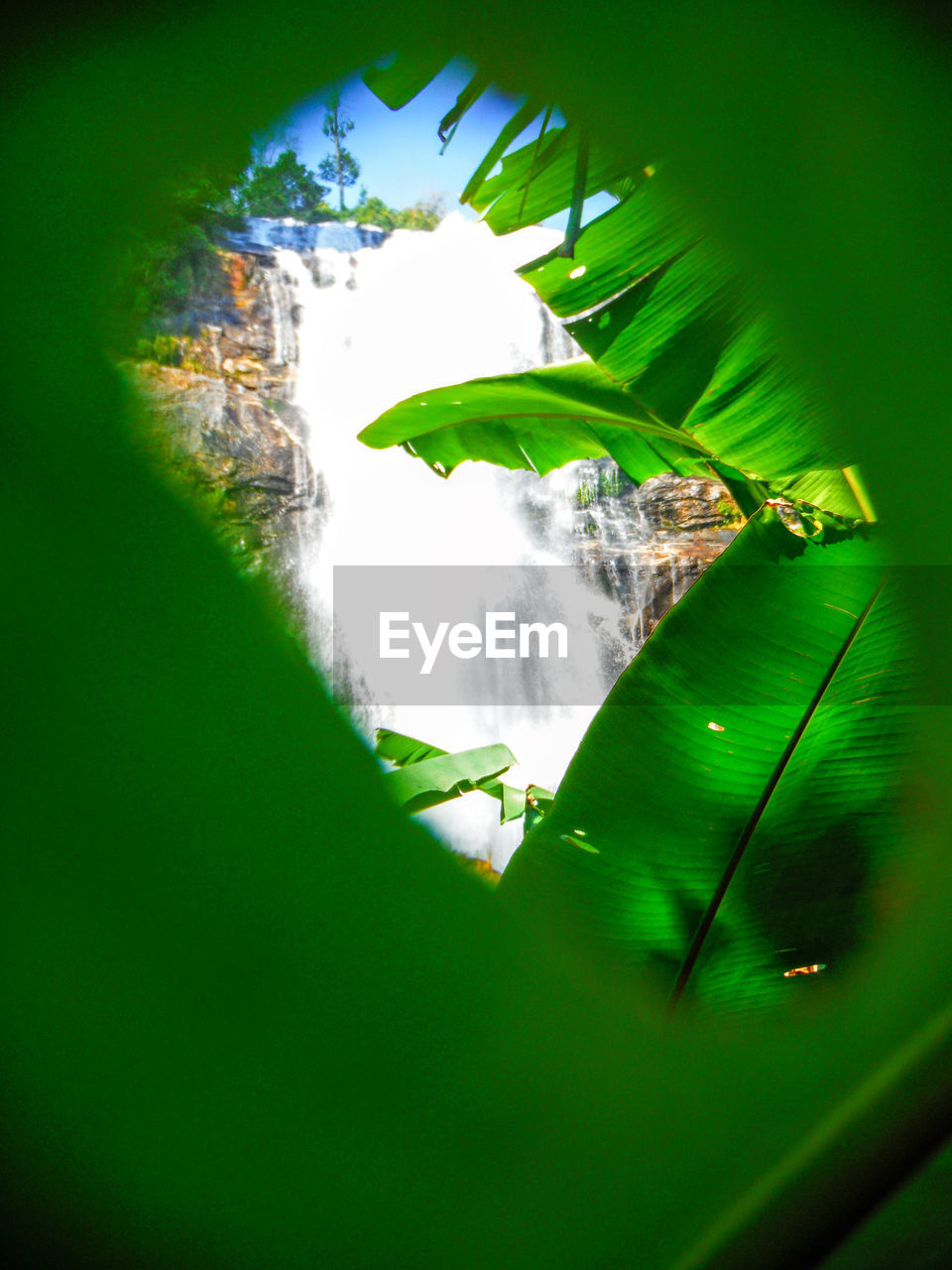 CLOSE-UP OF AN ANIMAL ON TREE STUMP