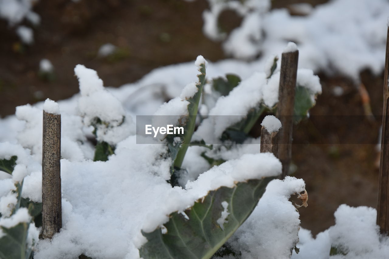 CLOSE-UP OF SNOW ON FIELD DURING WINTER