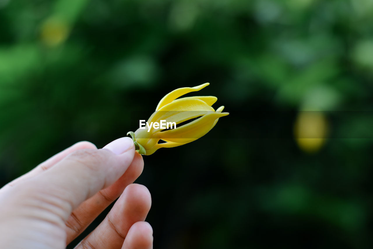 Close-up of hand holding yellow flower