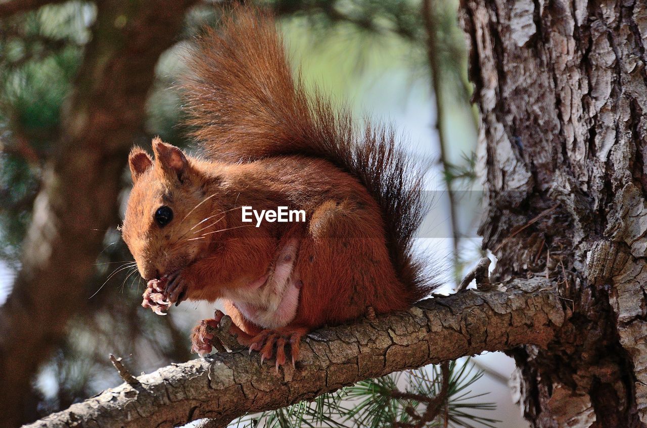 Squirrel on tree trunk