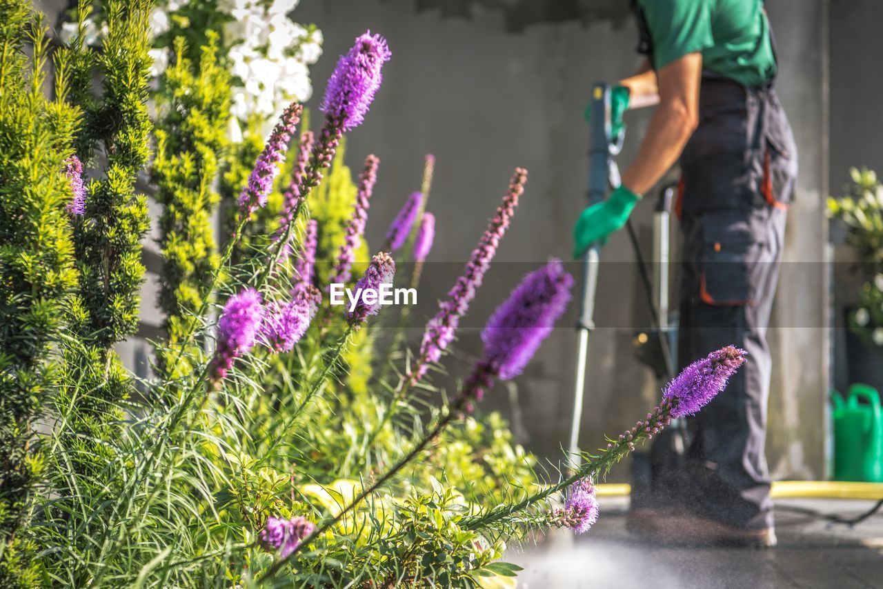 Close-up of purple flowering plants