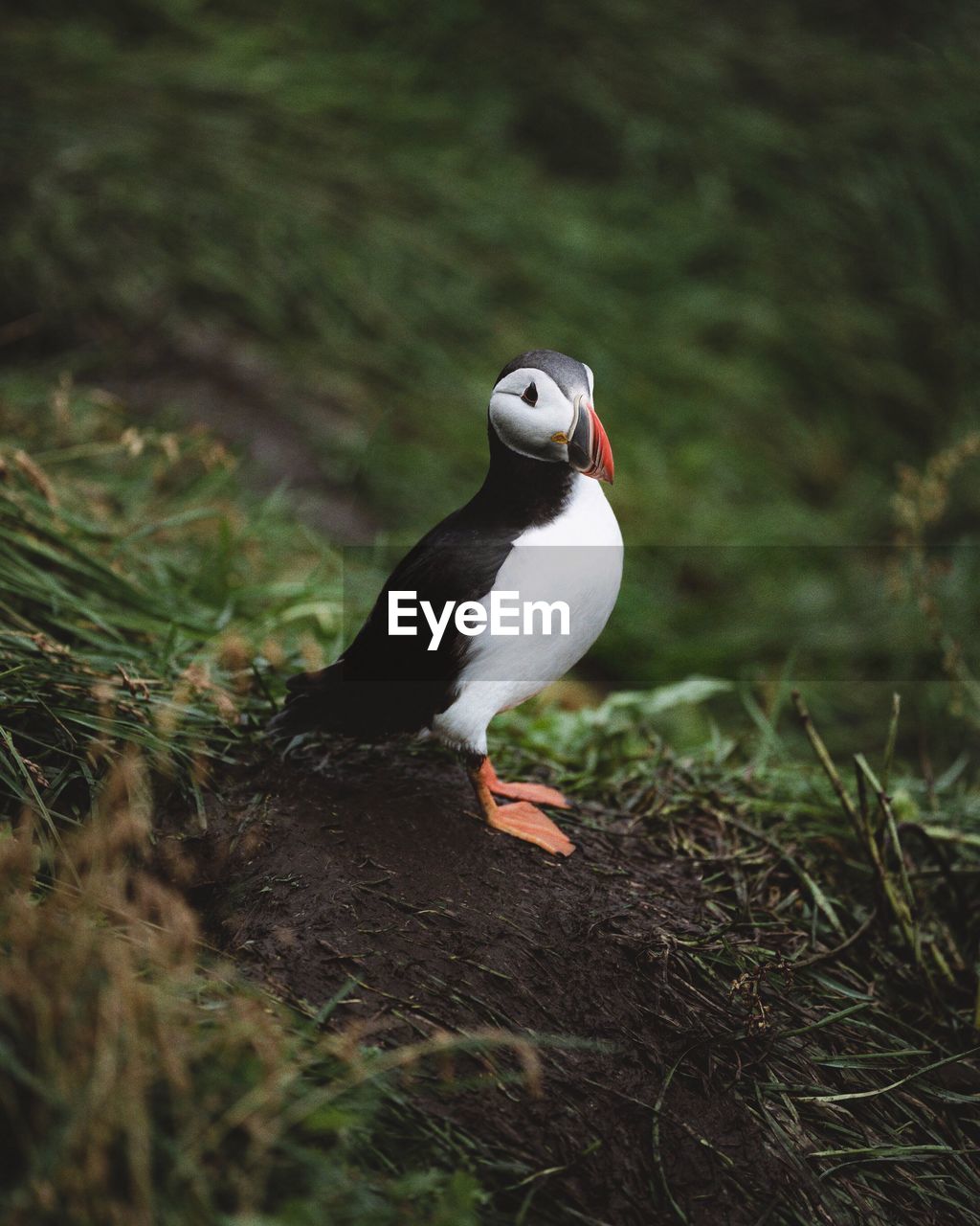 High angle view of puffin perching on field