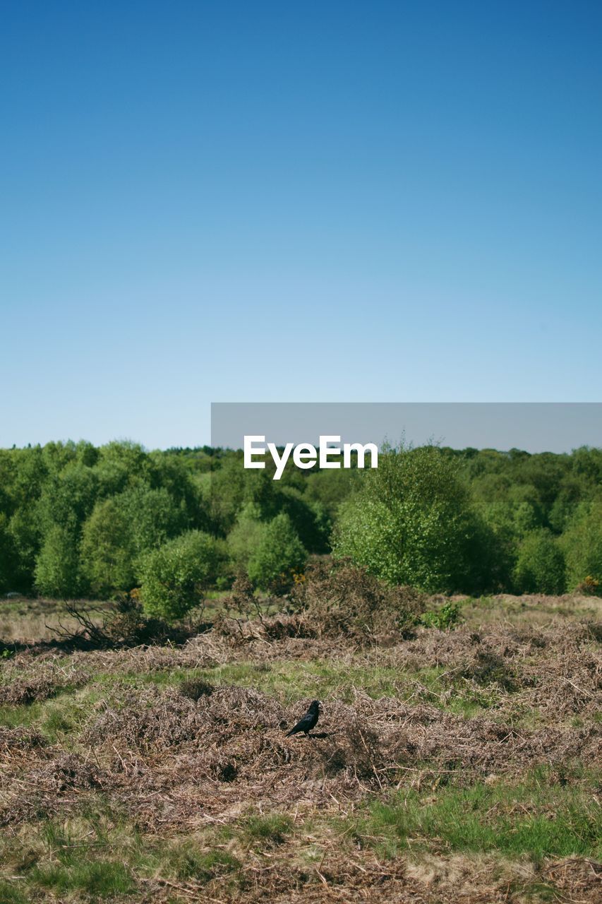 TREES ON FIELD AGAINST CLEAR SKY