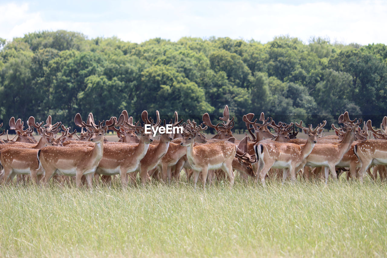 Flock of deer on field