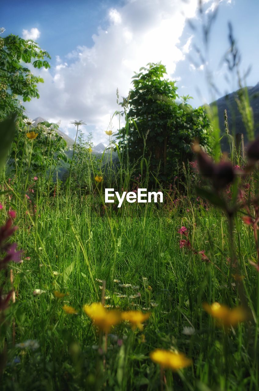 Close-up of plants growing on field