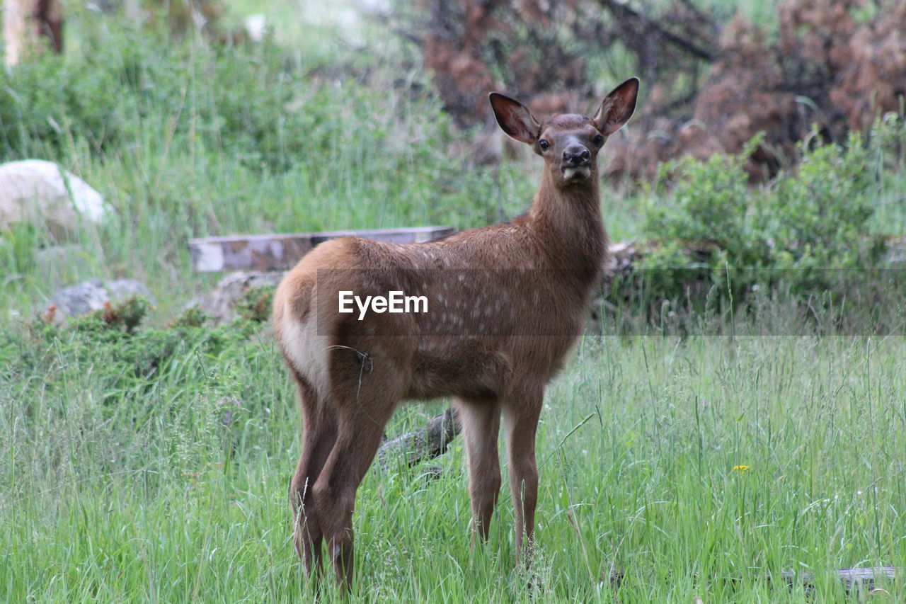 VIEW OF DEER STANDING ON GRASS