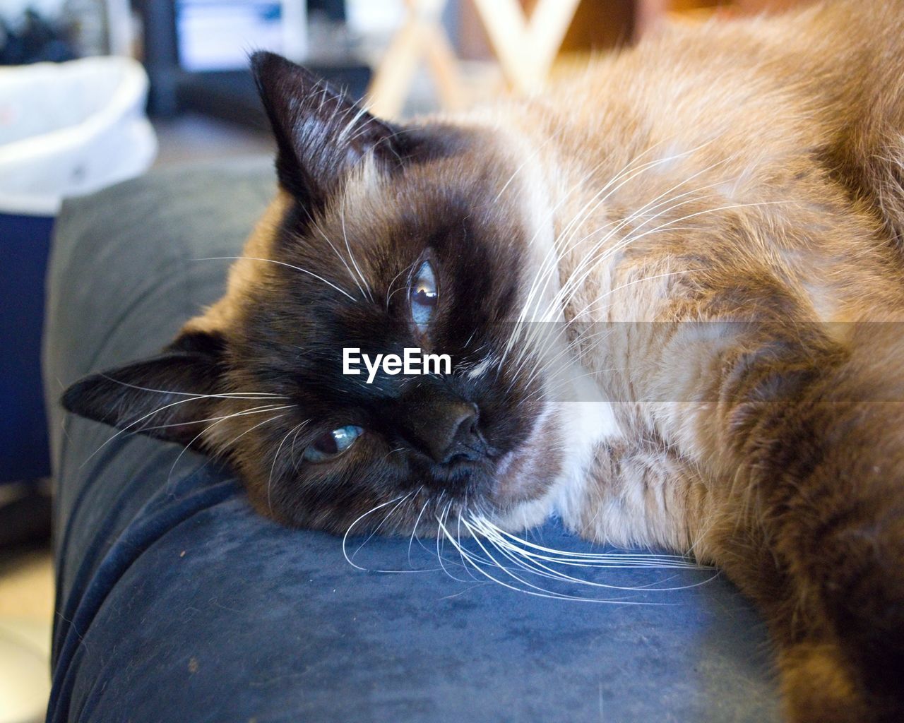 CLOSE-UP PORTRAIT OF CAT