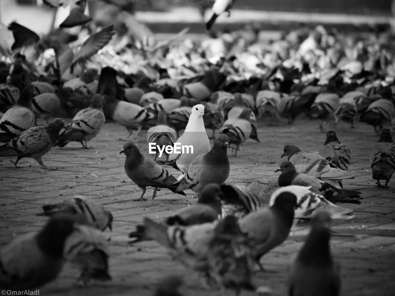 Spspecial bird in the middle