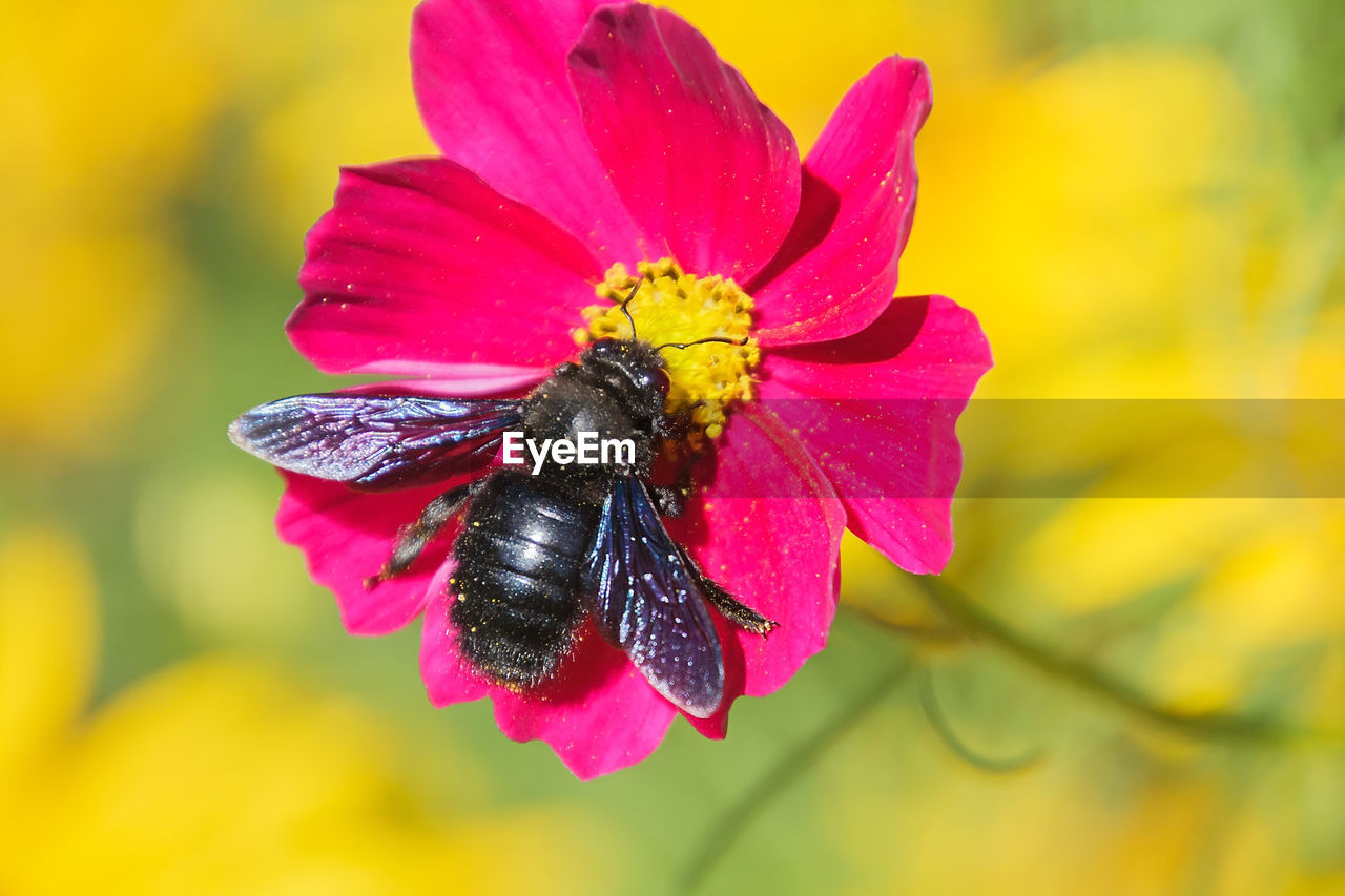 Close-up of insect on flower