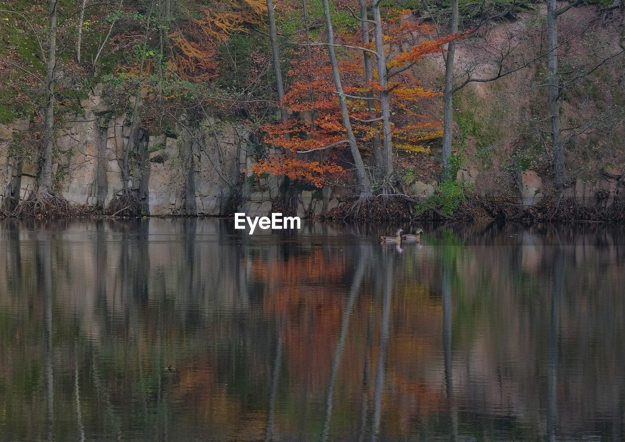 Reflection of trees in lake