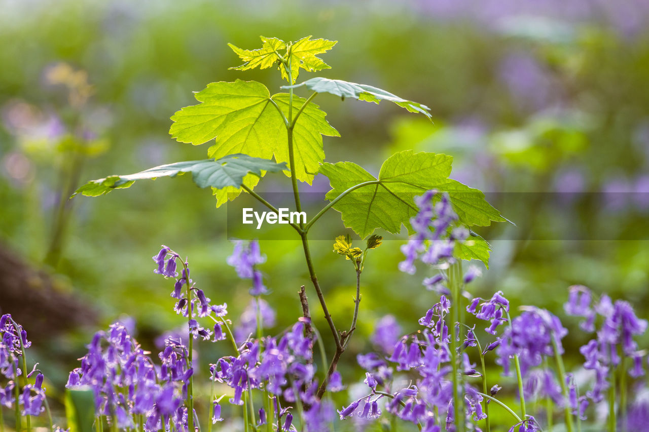 Close-up of purple flowering plant