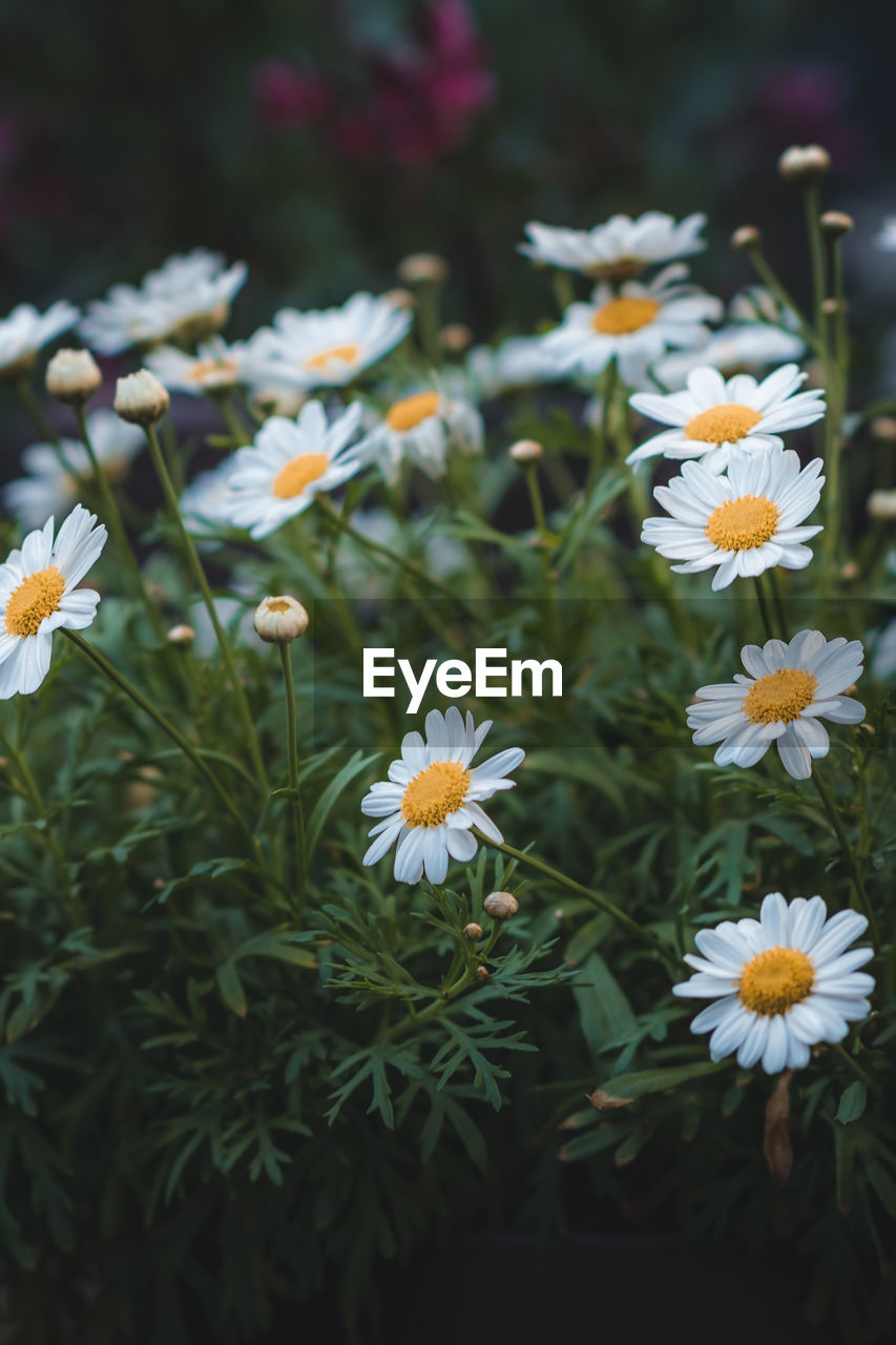 CLOSE-UP OF WHITE DAISIES ON FIELD