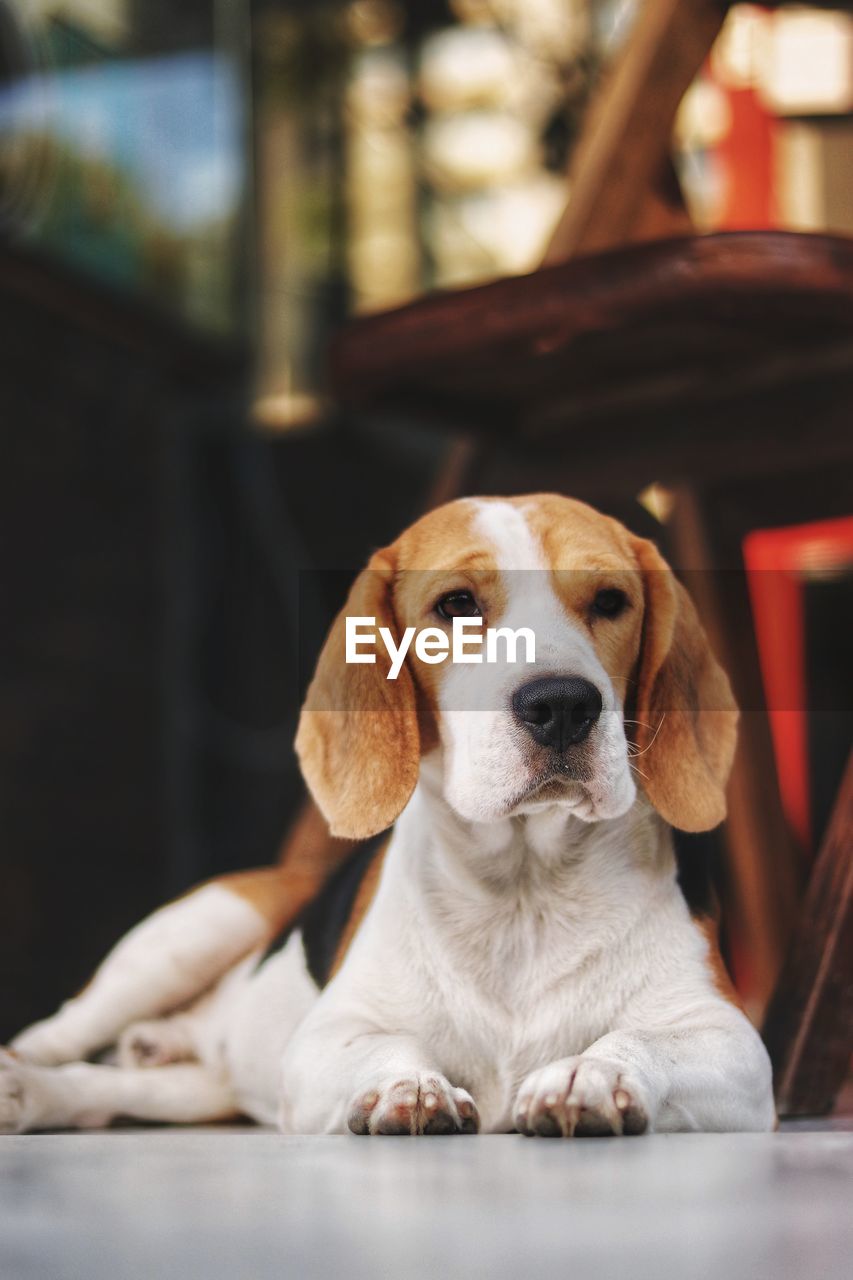 Close-up portrait of a dog