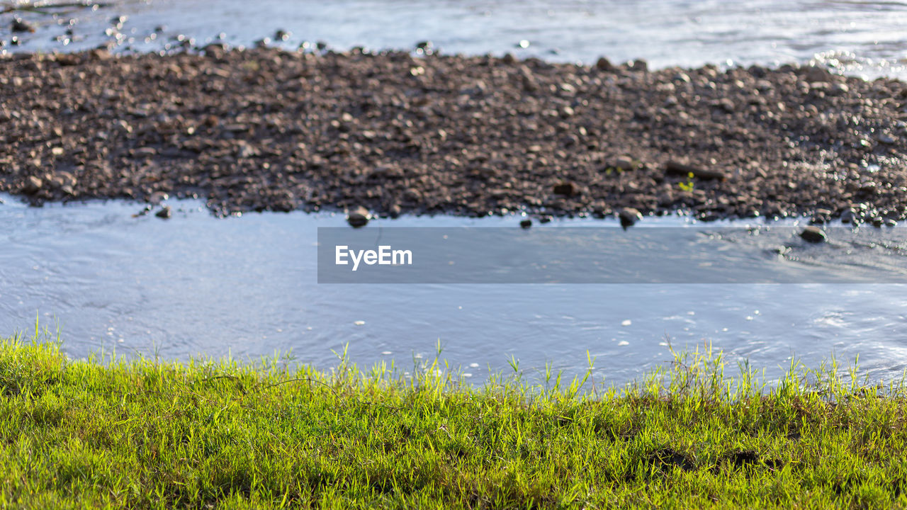 water, shore, nature, wildlife, animal wildlife, animal themes, animal, wetland, grass, sea, no people, beauty in nature, land, group of animals, plant, day, coast, bird, large group of animals, beach, outdoors, tranquility, natural environment, environment, marsh, scenics - nature, tranquil scene, green