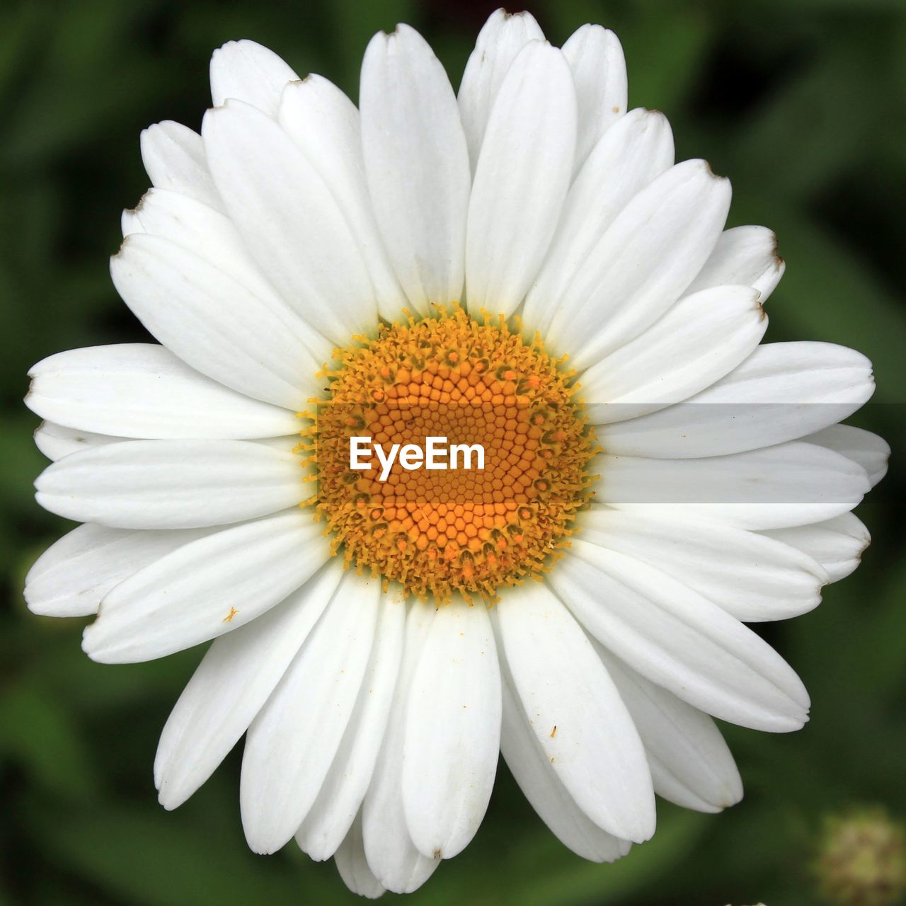 CLOSE-UP OF WHITE DAISY FLOWERS