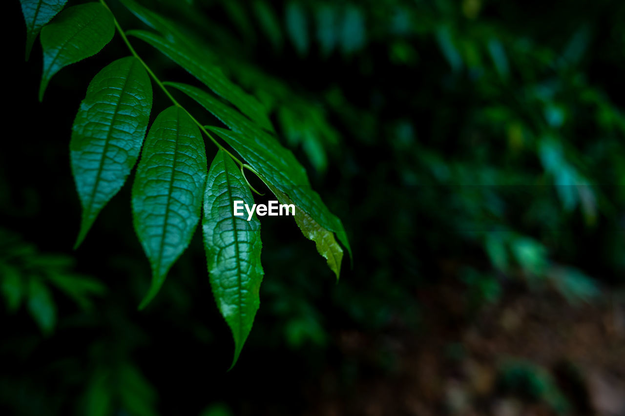 Close-up of fresh green leaves in sunlight