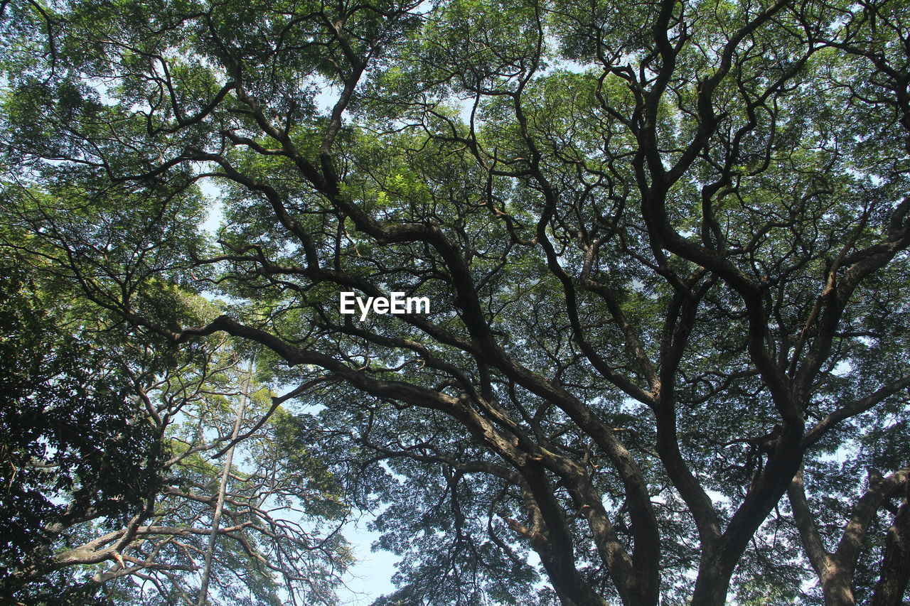 Low angle view of trees in forest